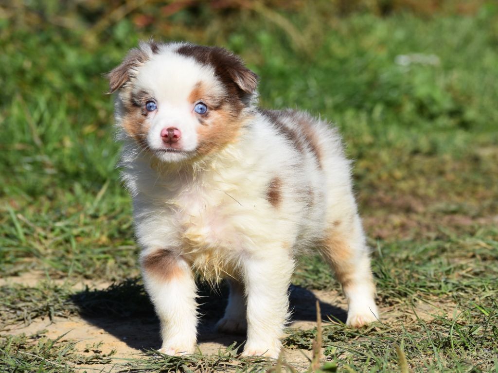De La Folle Emprise - Chiots disponibles - Berger Américain Miniature 