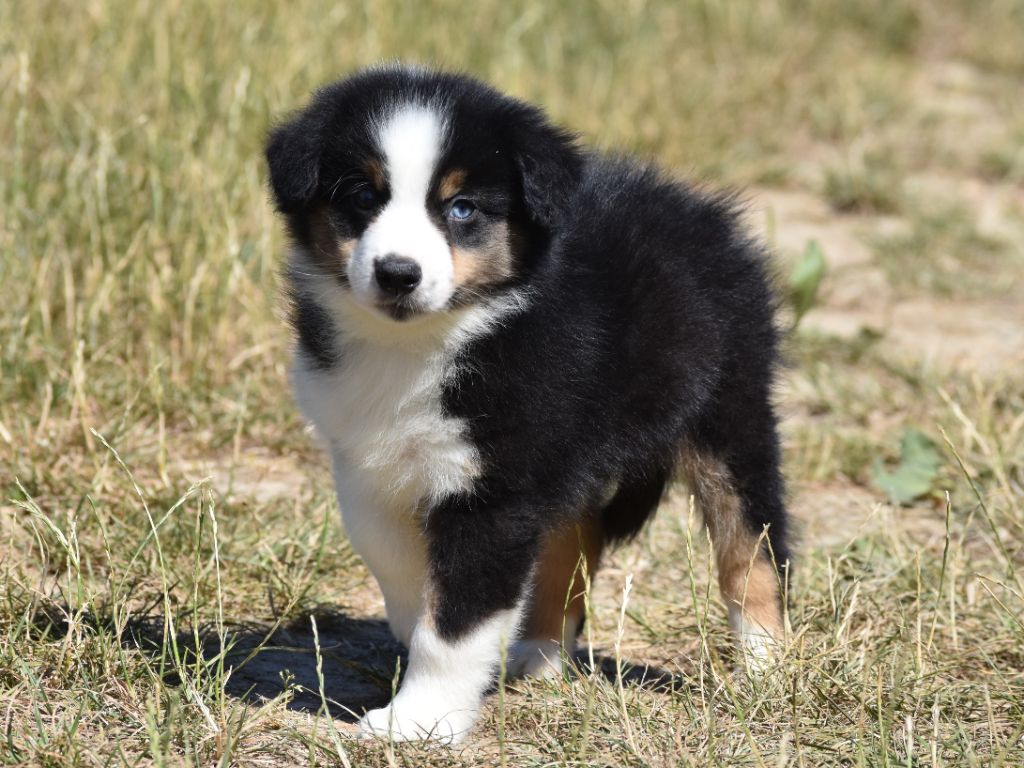 De La Folle Emprise - Chiots disponibles - Berger Américain Miniature 
