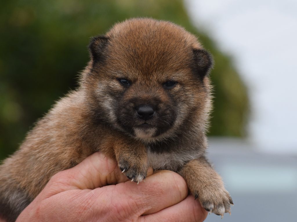 De La Folle Emprise - Chiots disponibles - Shiba