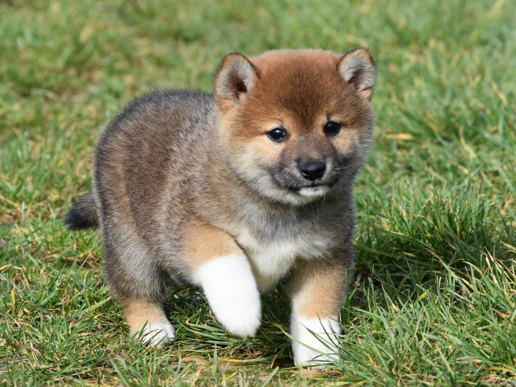 De La Folle Emprise - Chiots disponibles - Shiba
