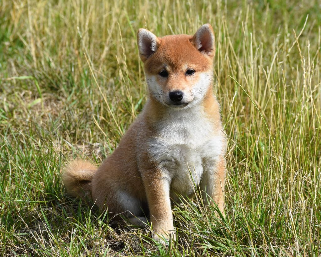 De La Folle Emprise - Chiots disponibles - Shiba