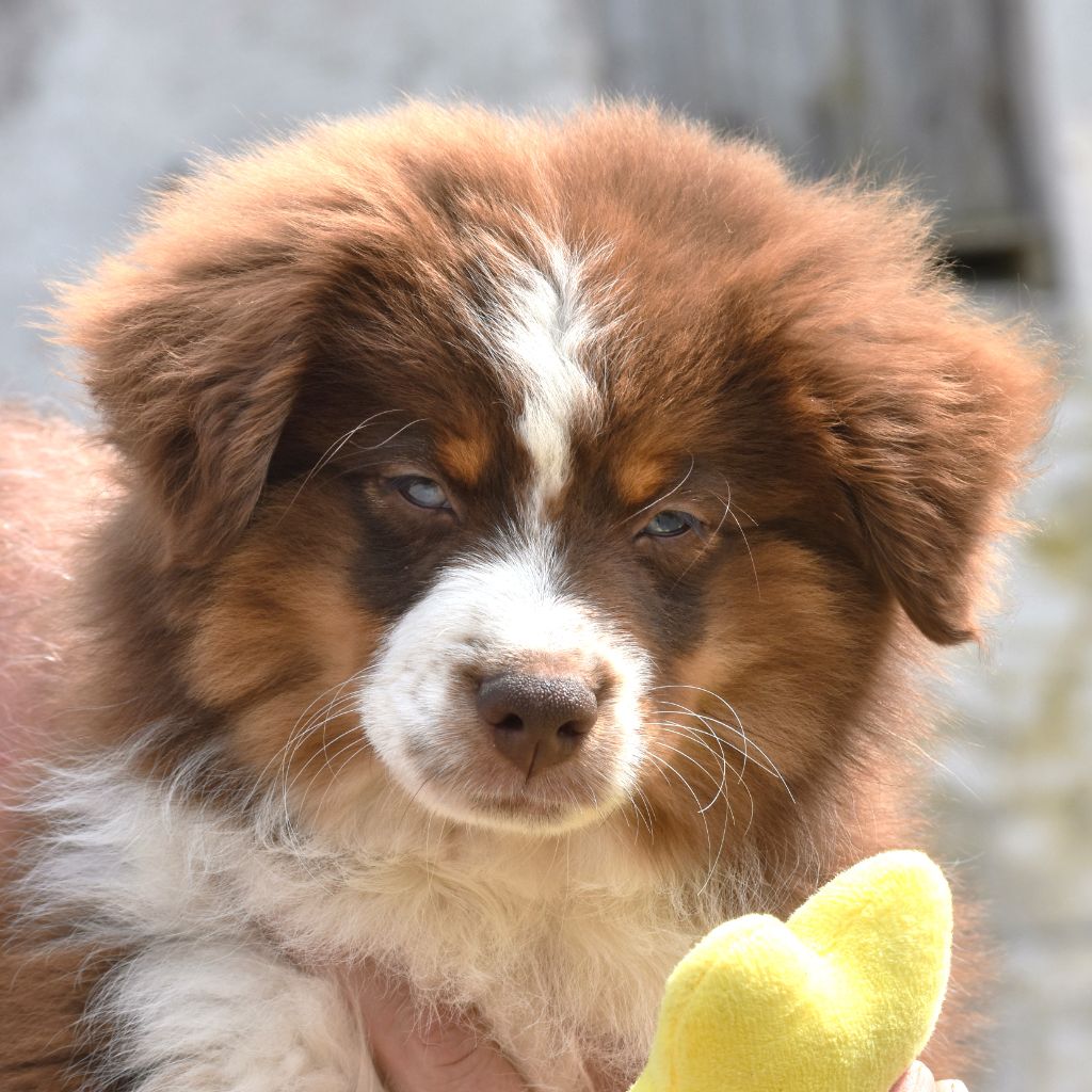 De La Folle Emprise - Chiots disponibles - Berger Américain Miniature 