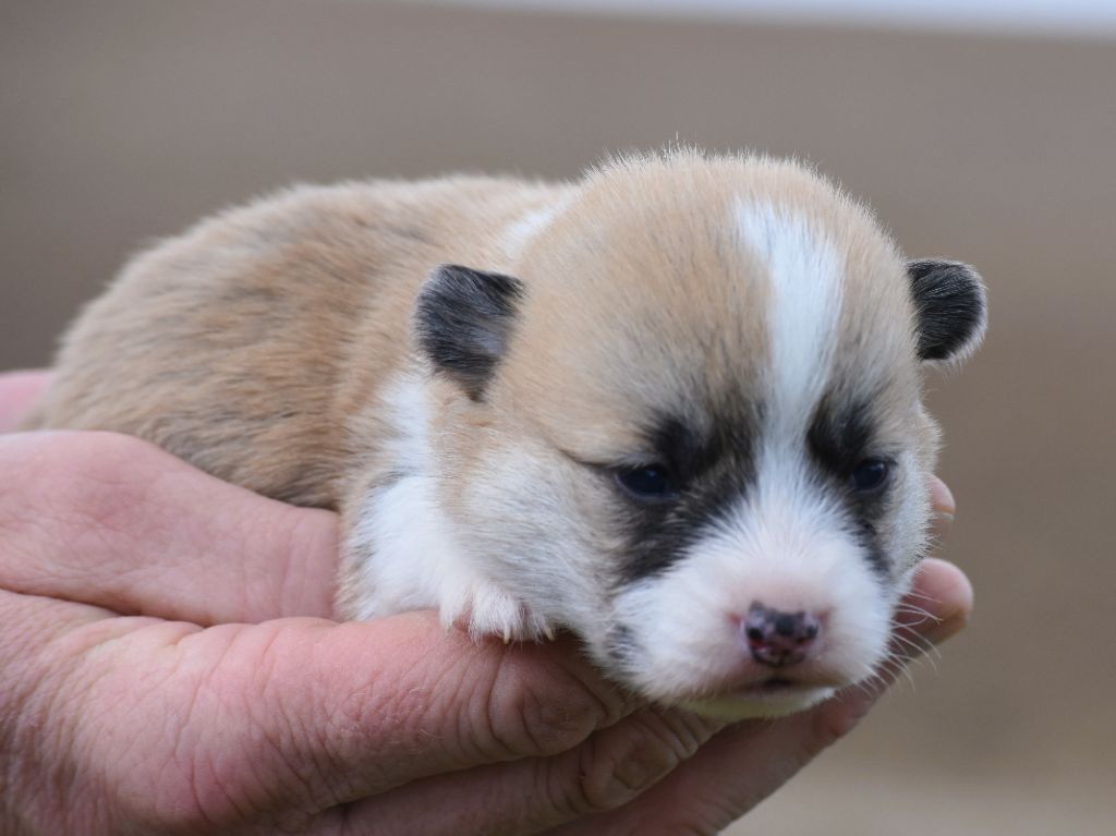 De La Folle Emprise - Chiots disponibles - Welsh Corgi Pembroke