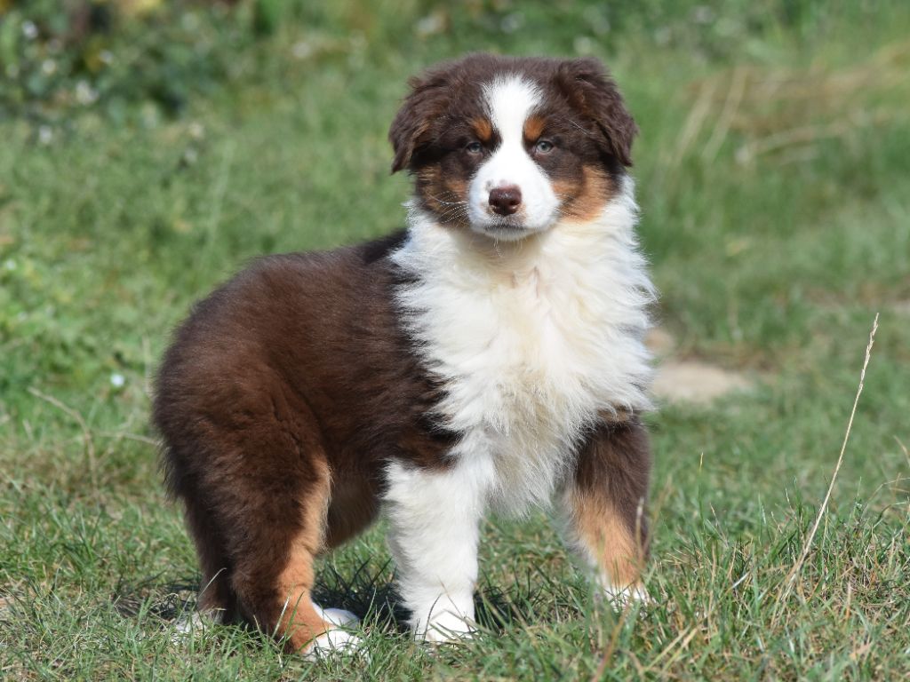 De La Folle Emprise - Chiots disponibles - Berger Australien