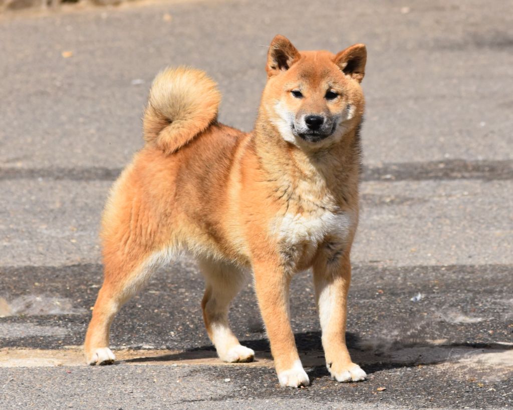 De La Folle Emprise - Chiots disponibles - Shiba