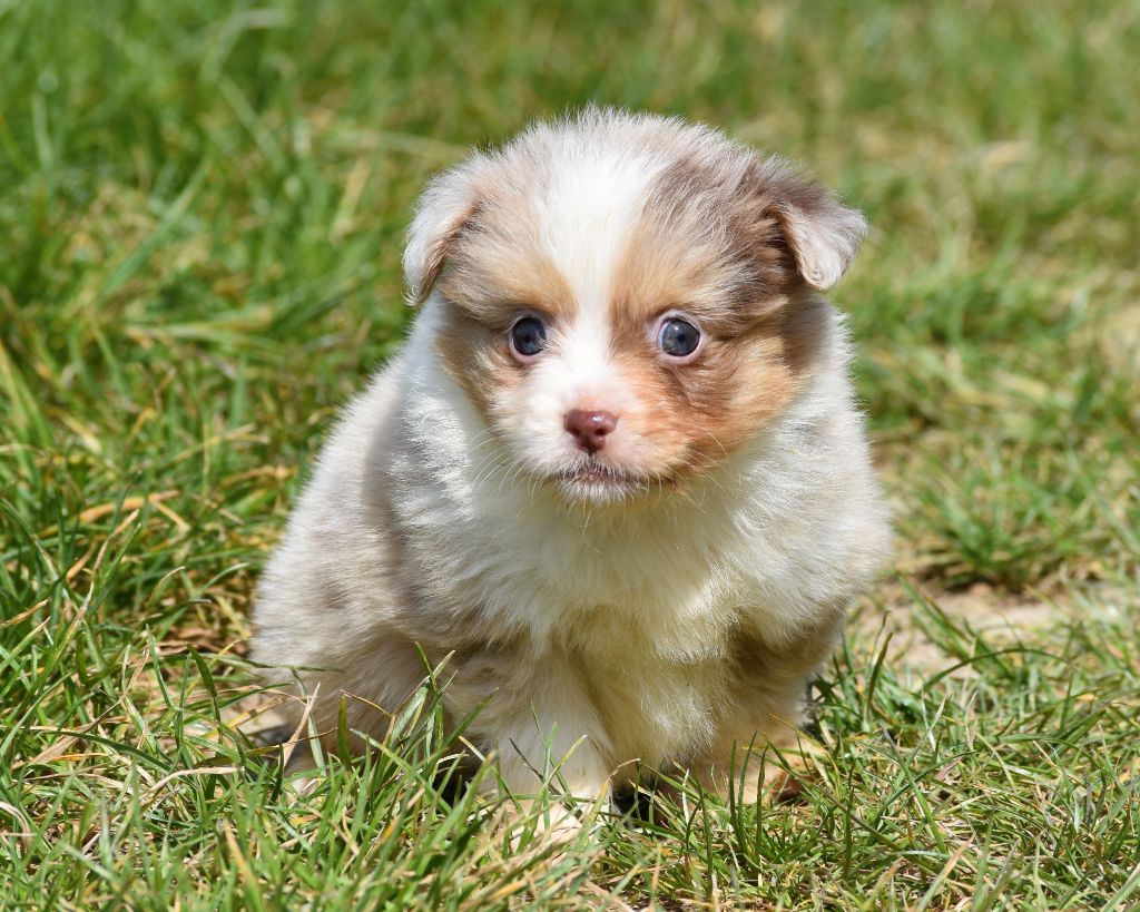 De La Folle Emprise - Chiots disponibles - Berger Américain Miniature 
