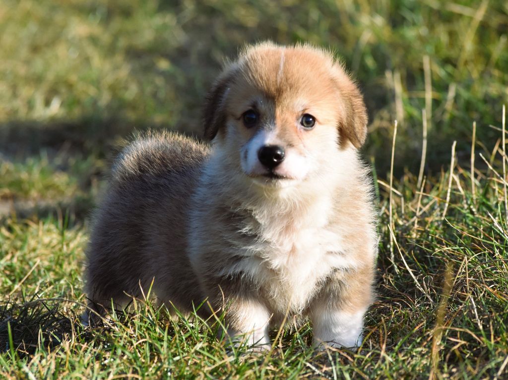 De La Folle Emprise - Chiots disponibles - Welsh Corgi Pembroke