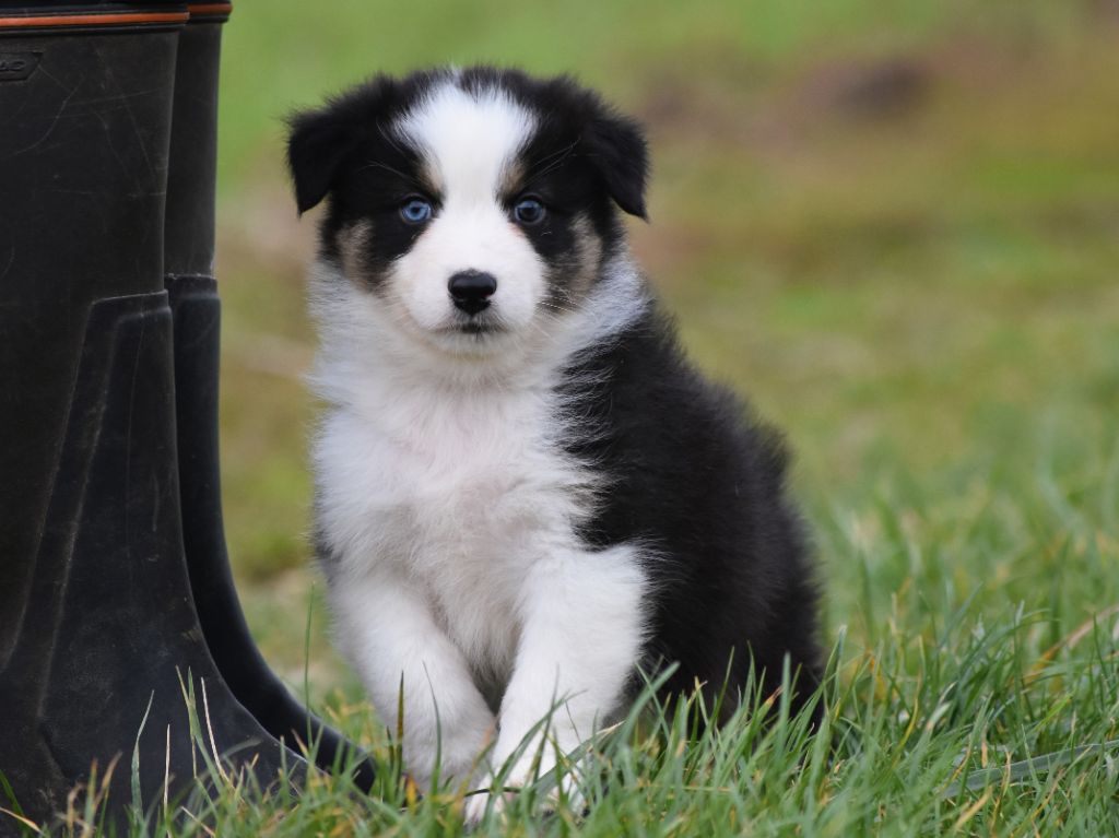 De La Folle Emprise - Chiots disponibles - Berger Australien