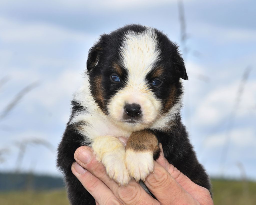 De La Folle Emprise - Chiots disponibles - Berger Américain Miniature 