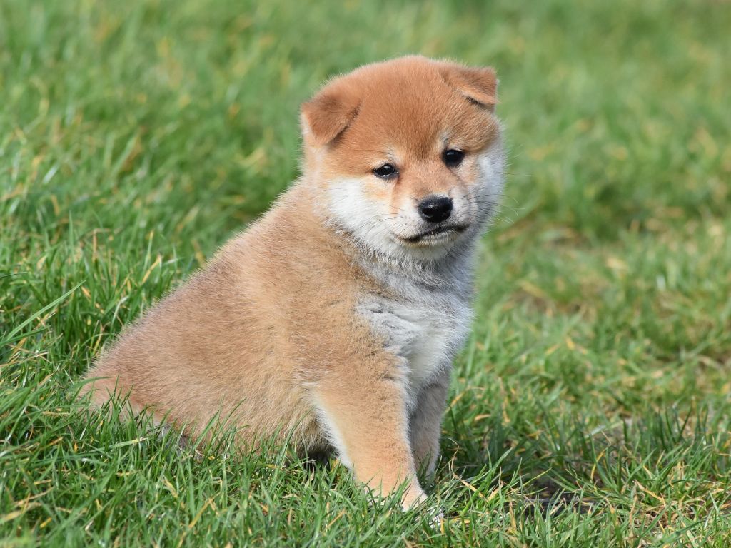 De La Folle Emprise - Chiots disponibles - Shiba