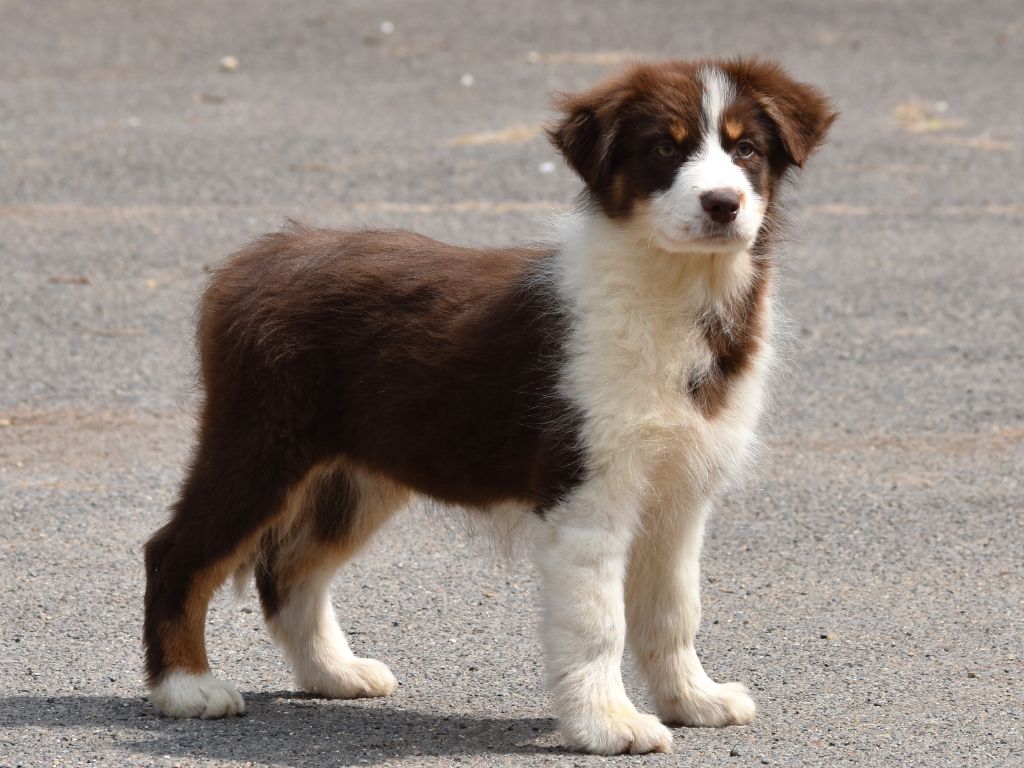 De La Folle Emprise - Chiots disponibles - Berger Australien