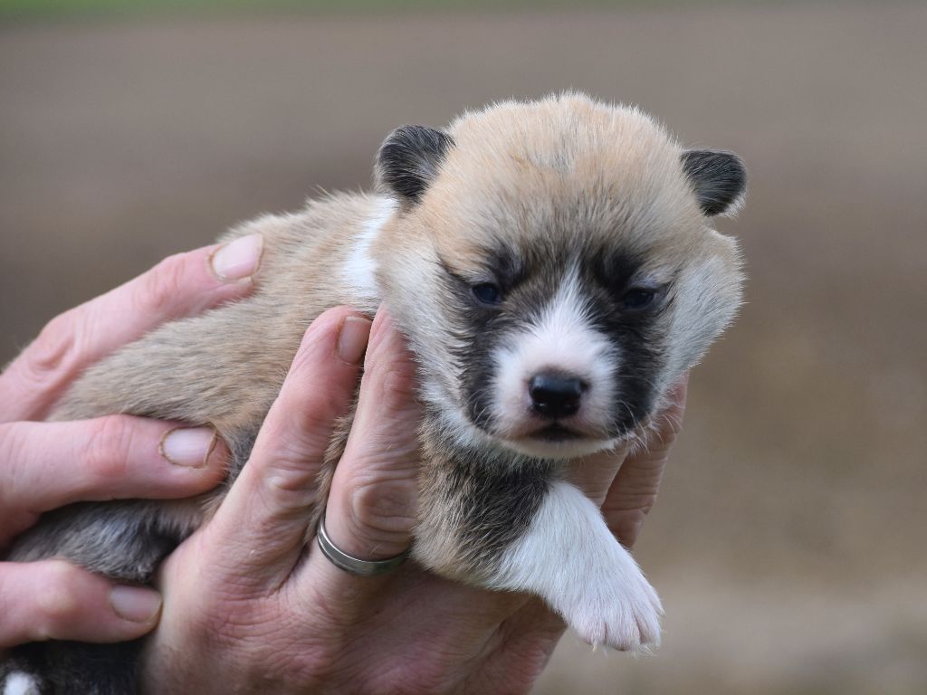 De La Folle Emprise - Chiots disponibles - Welsh Corgi Pembroke
