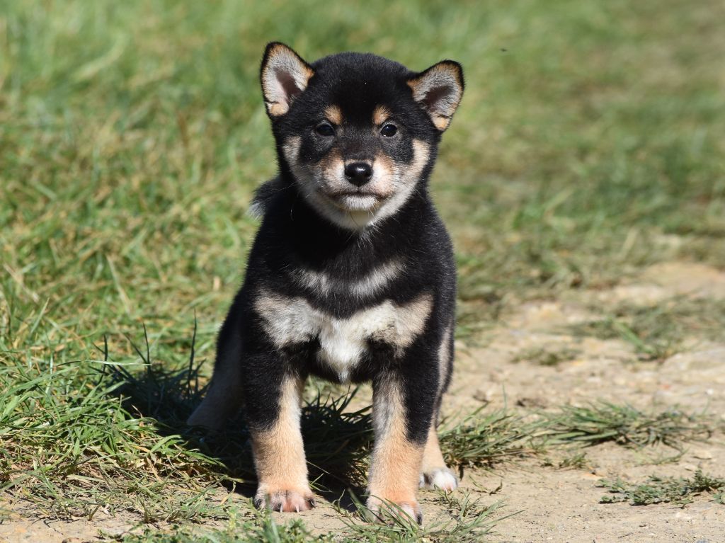 De La Folle Emprise - Chiots disponibles - Shiba