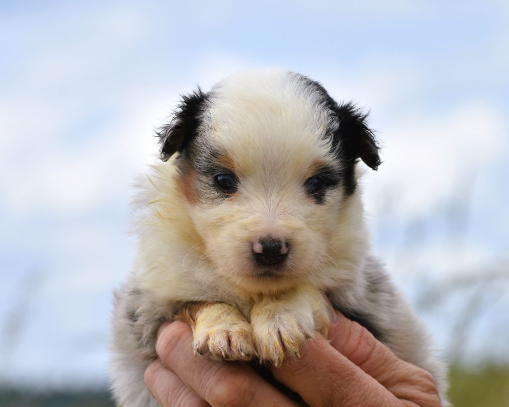 De La Folle Emprise - Chiots disponibles - Berger Américain Miniature 