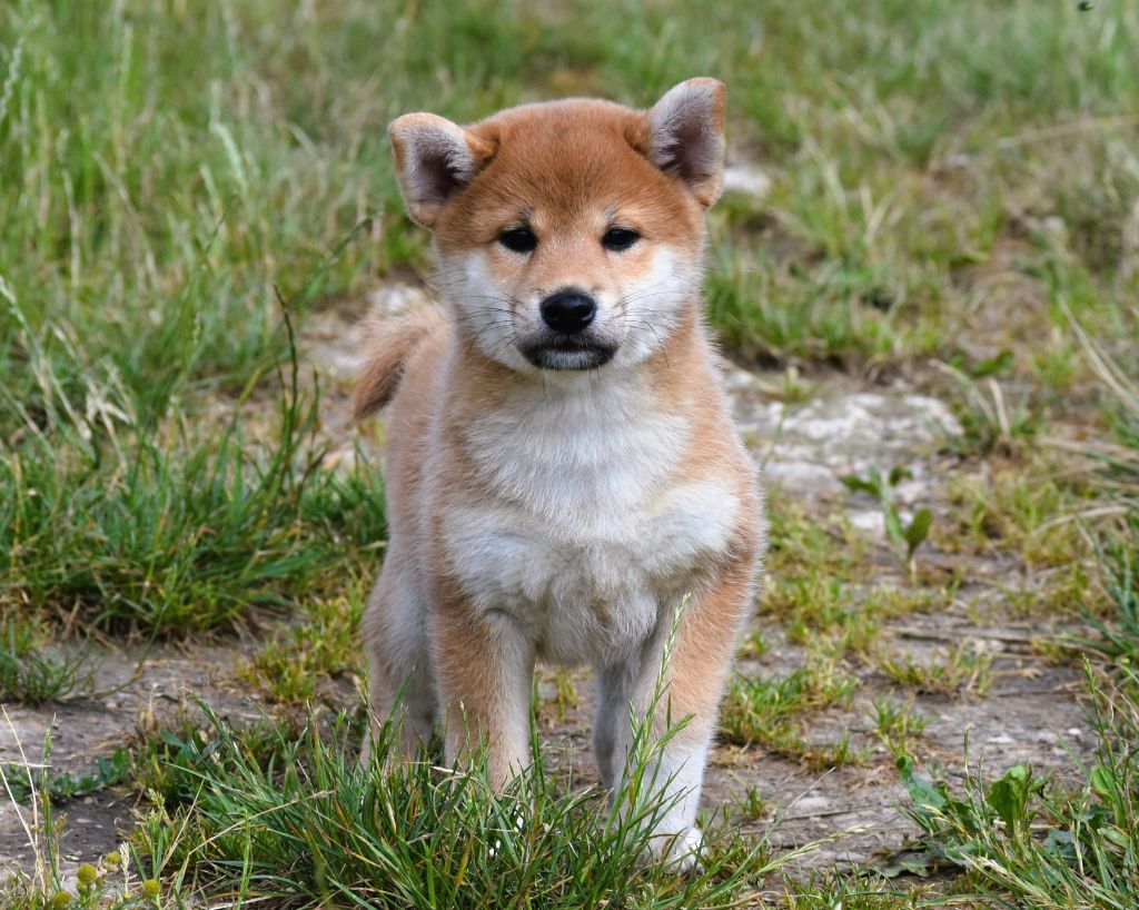 De La Folle Emprise - Chiots disponibles - Shiba